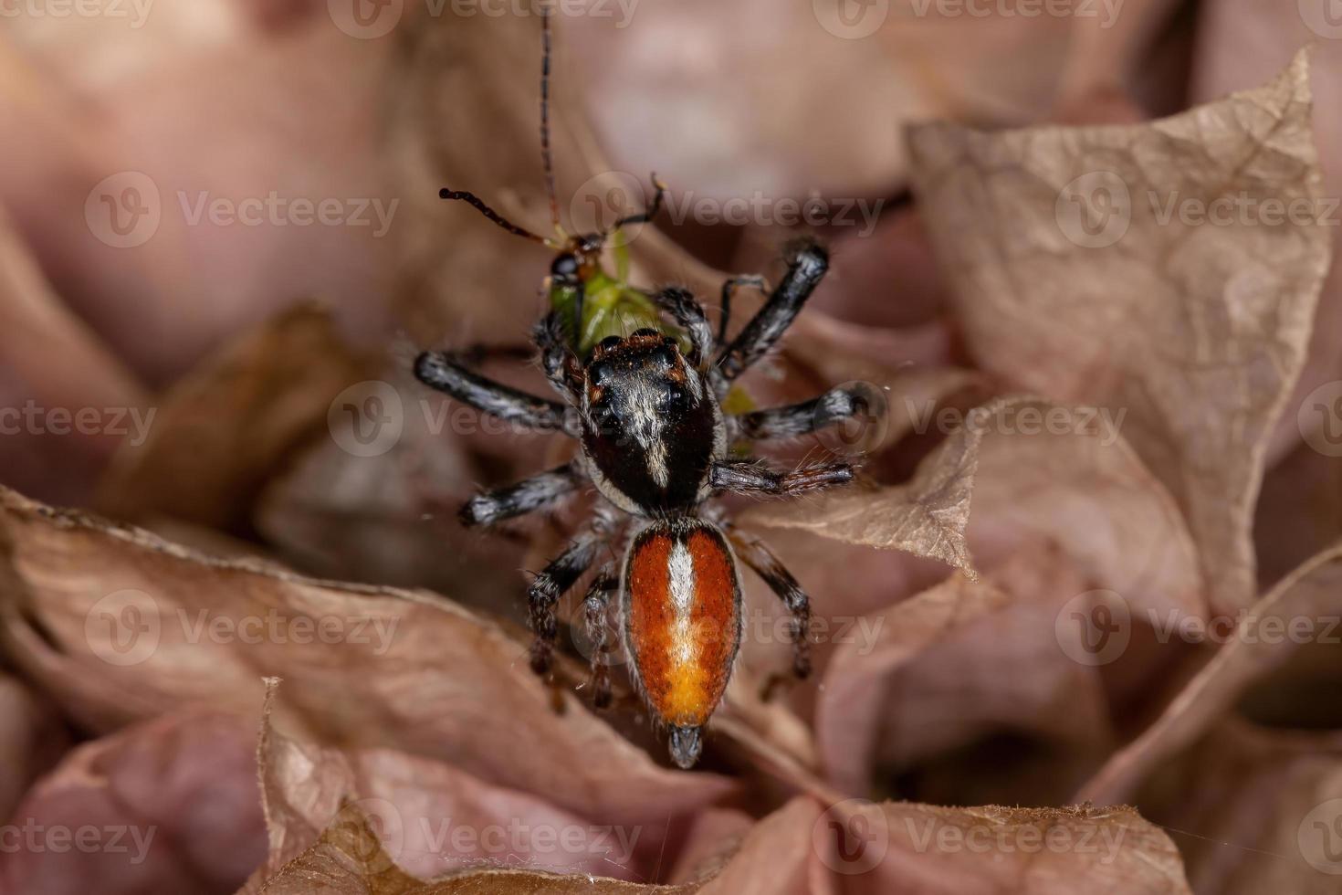 Erwachsene männliche Springspinne jagt auf einem Kürbiskäfer foto