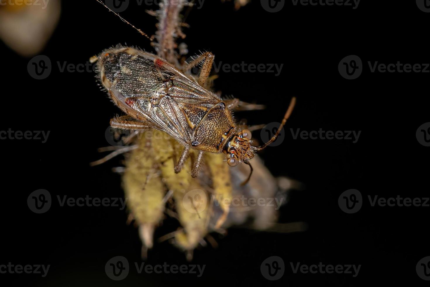 erwachsener geruchloser Pflanzenkäfer foto