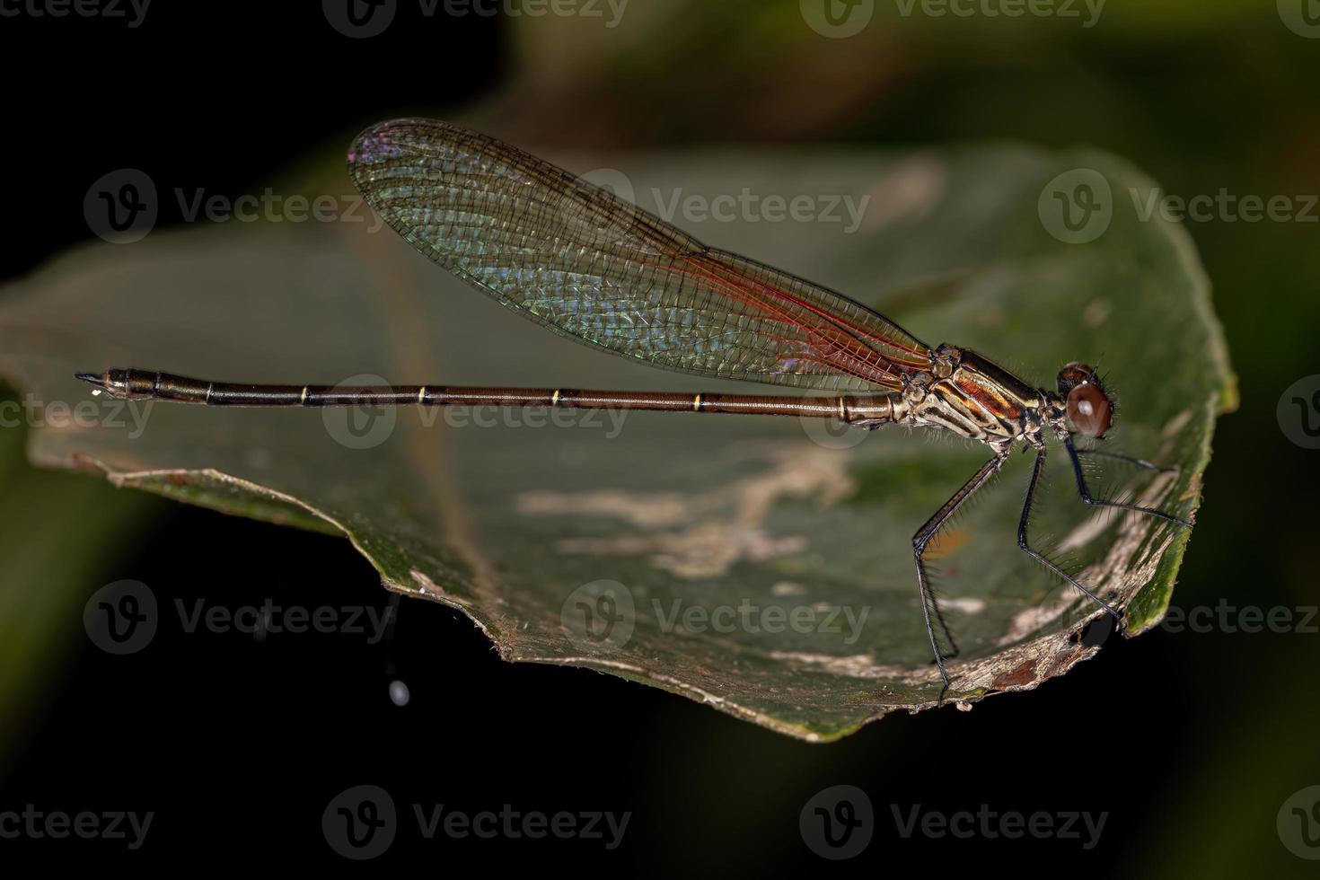 adul rubyspot damselfly insekt foto