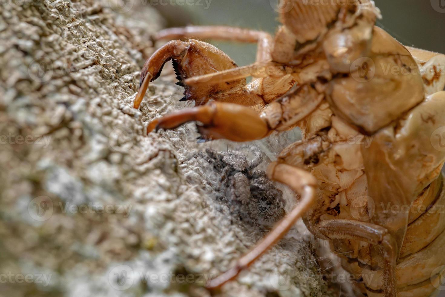 paar Springspinnen unter einem Zikadenexuvia foto