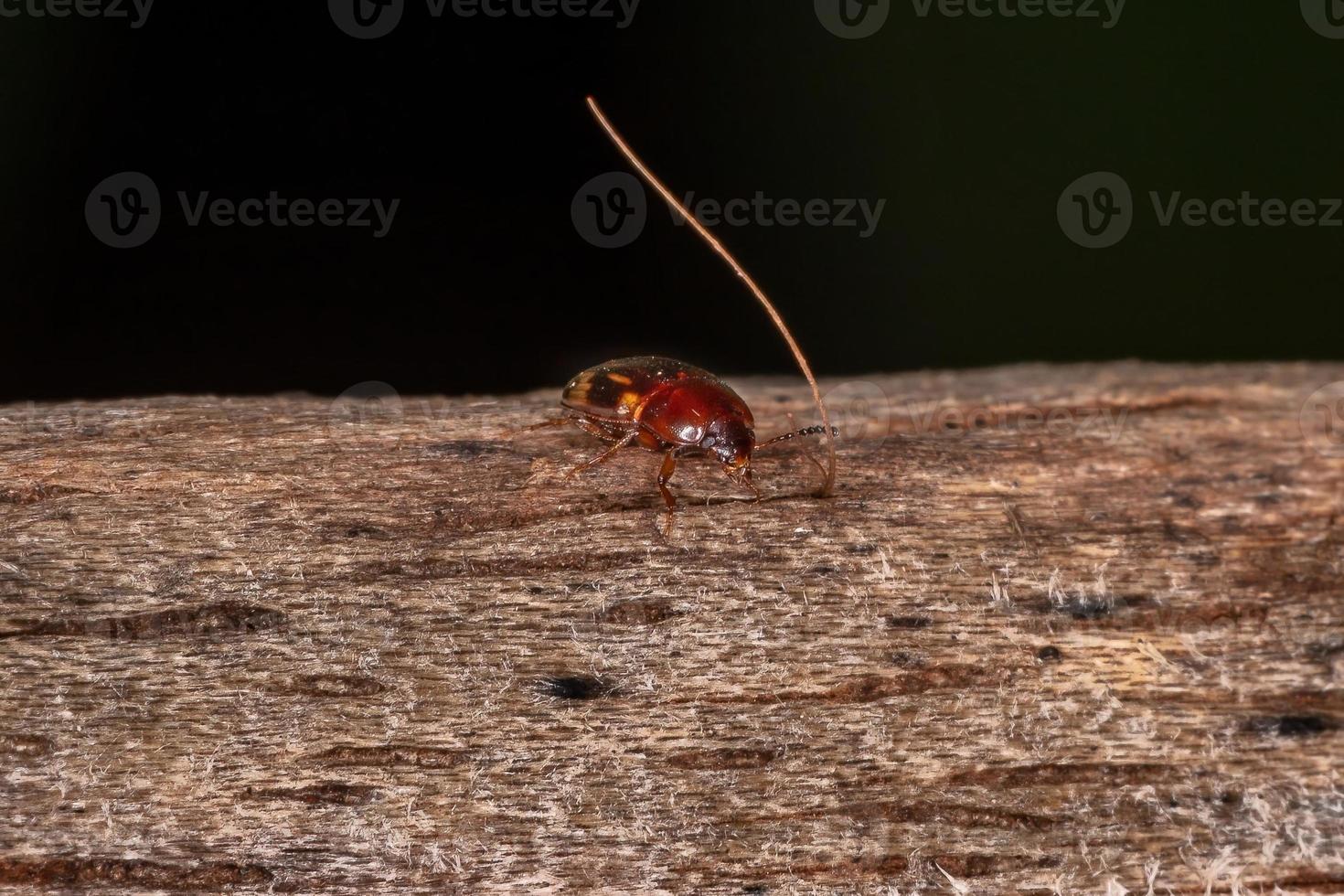 erwachsener Schwarzkäfer foto