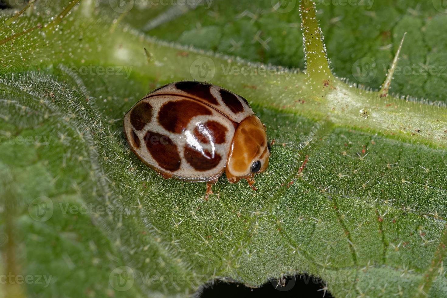 erwachsener Marienkäfer foto