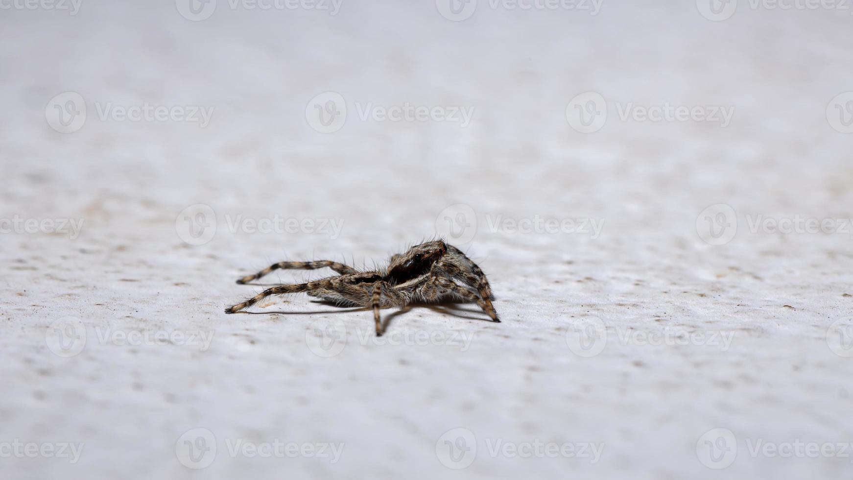 graue Wand springende Spinne foto