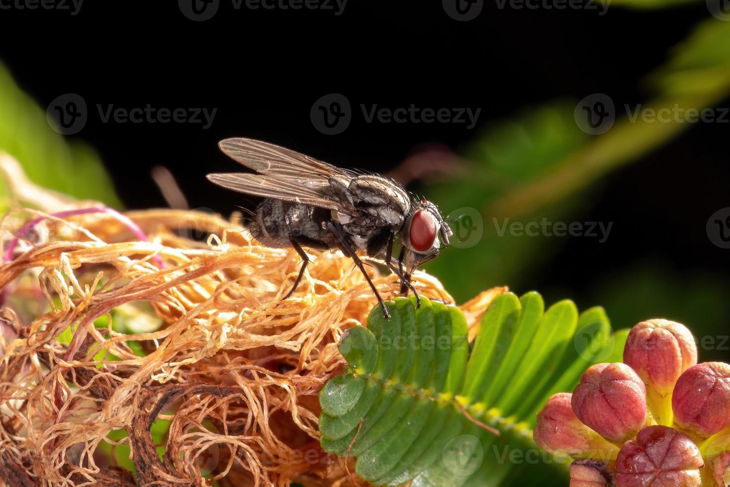 erwachsene Stubenfliege foto