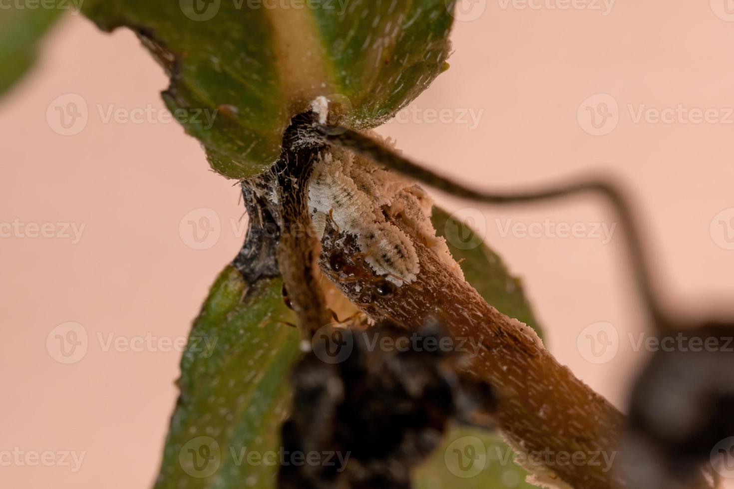 weiße Wollläuse Insekten foto