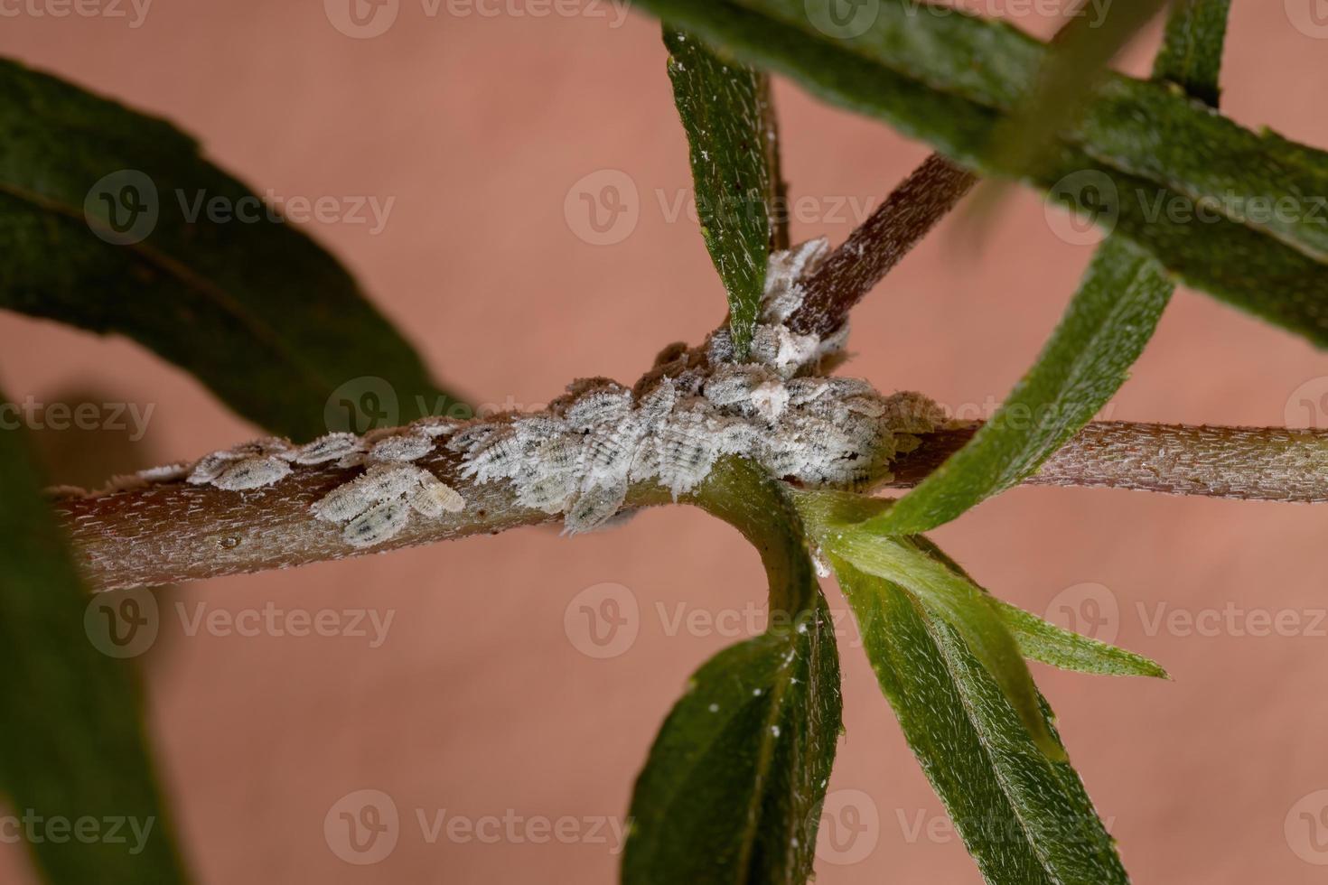 weiße Wollläuse Insekten foto