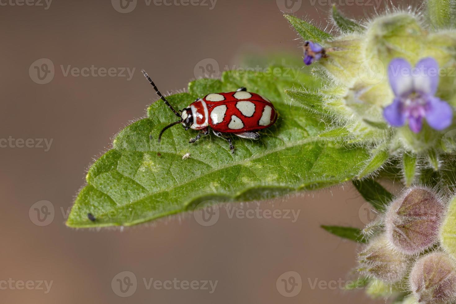 erwachsener Flohkäfer foto