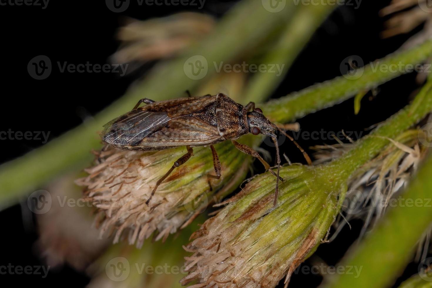 erwachsener Samenkäfer foto