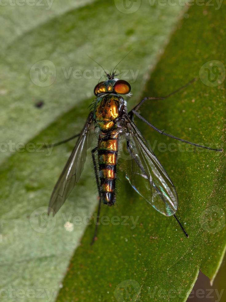 erwachsene langbeinige Fliege foto