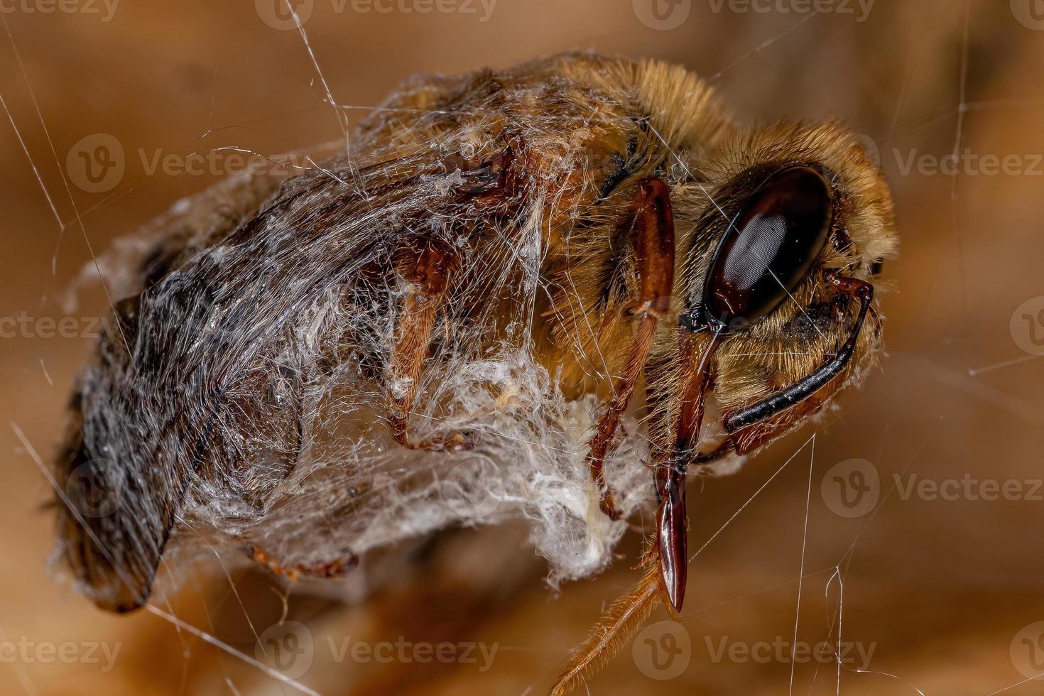 erwachsene tote Honigbiene foto