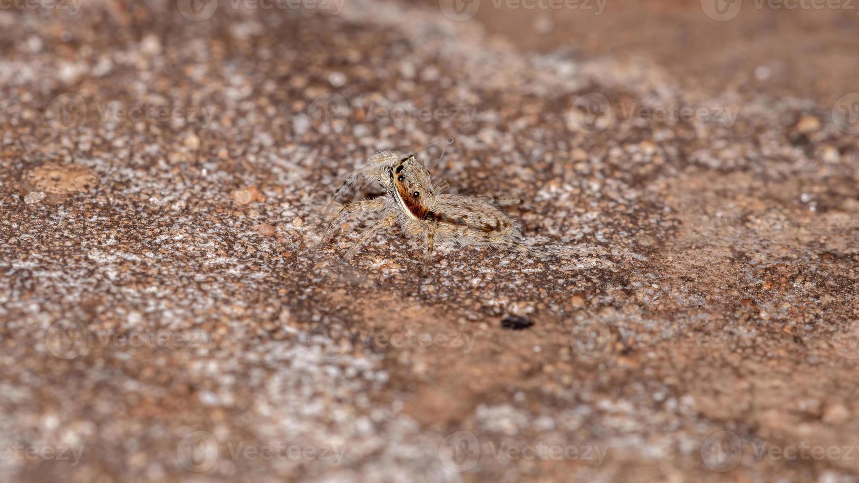 graue Wand springende Spinne foto