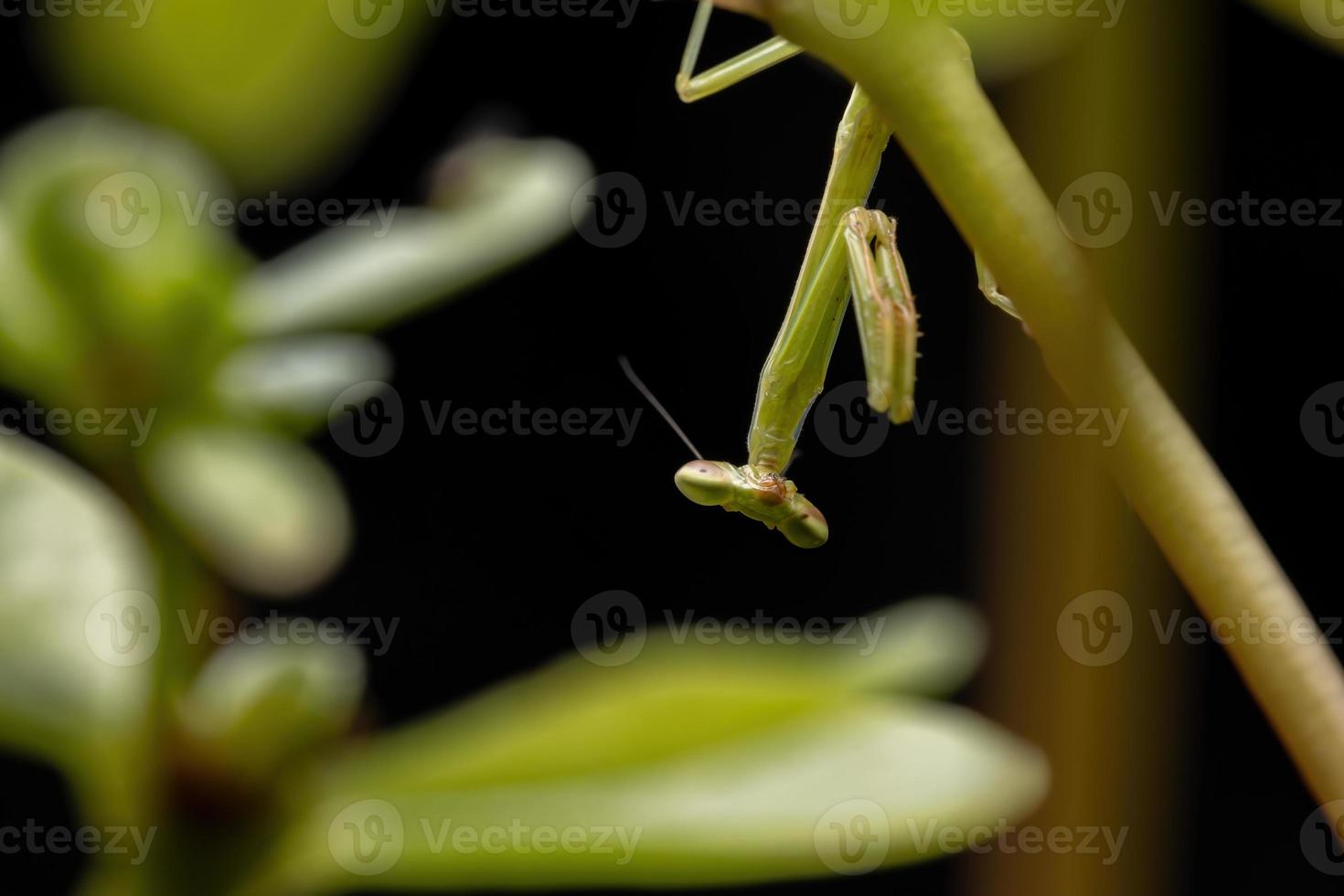 kleine männliche Mantis foto