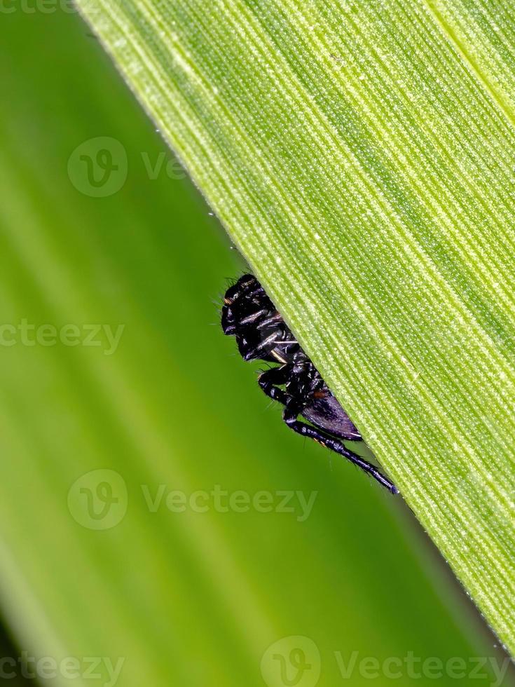 kleine springende Spinne foto