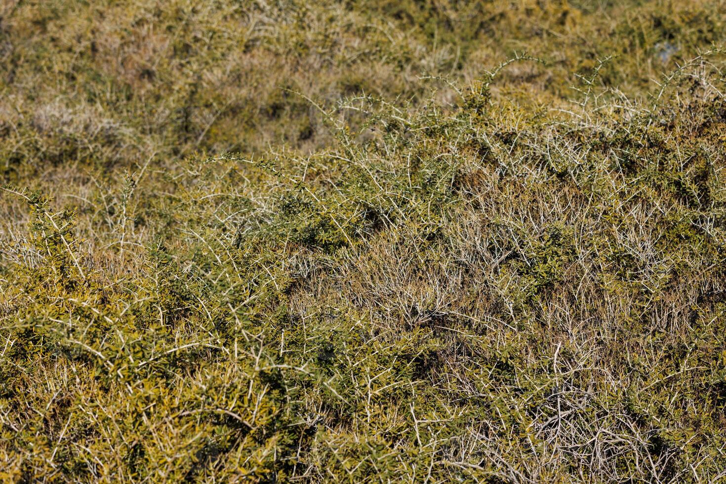 Karagana spinosa niedrig Strauch beim sonnig Herbst Nachmittag foto