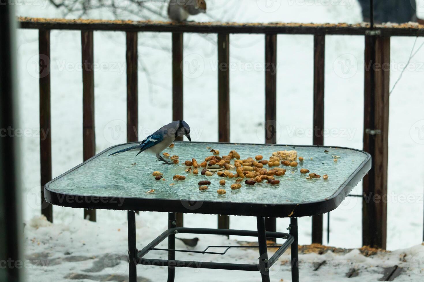 diese schön Blau Jay kam zu das Glas Tabelle zum etwas Lebensmittel. das ziemlich Vogel ist umgeben durch Erdnüsse. diese ist eine solche ein kalt getönt Bild. Schnee auf das Boden und Blau Farben alle um. foto