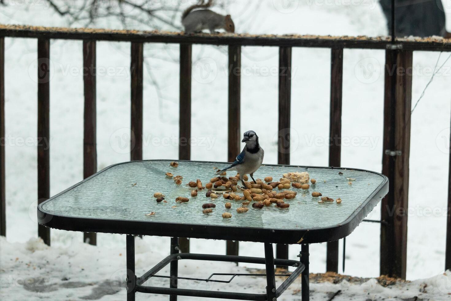 diese schön Blau Jay kam zu das Glas Tabelle zum etwas Lebensmittel. das ziemlich Vogel ist umgeben durch Erdnüsse. diese ist eine solche ein kalt getönt Bild. Schnee auf das Boden und Blau Farben alle um. foto