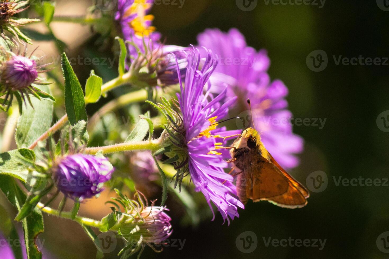 diese süß wenig Kapitän Schmetterling ist gesehen im diese schön lila Blume zu sammeln Kommen Sie Nektar. das Blume ist ein Neu England Aster. diese klein Insekt wenn ein großartig Bestäuber. foto