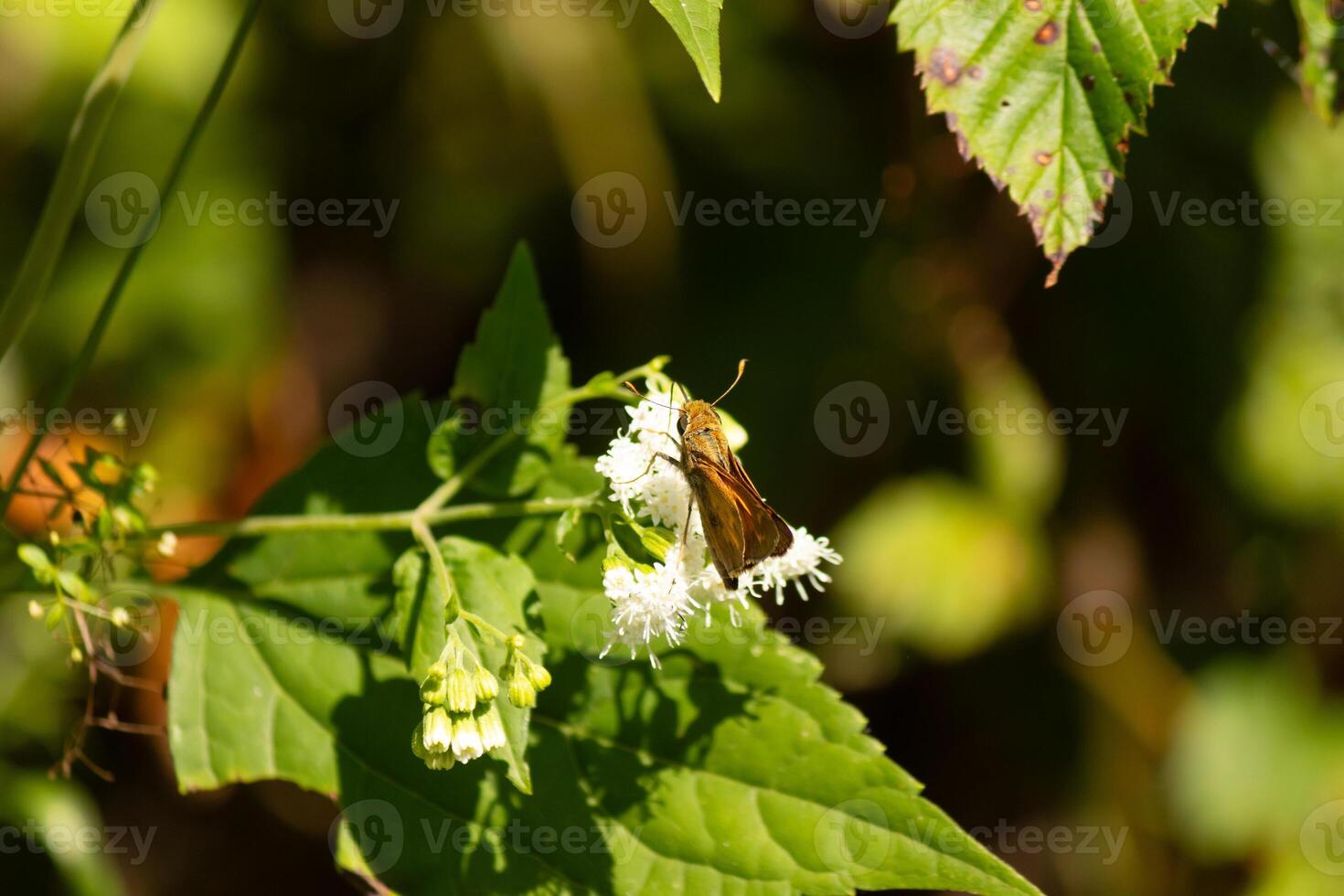 diese schön Kapitän Schmetterling war klammern zu ein Weiß Blume im das Feld. das wenig braun Insekt Portion zu bestäuben diese Wildblume. seine süß wenig Körper sieht aus damit pelzig mögen ein Teddy tragen. foto