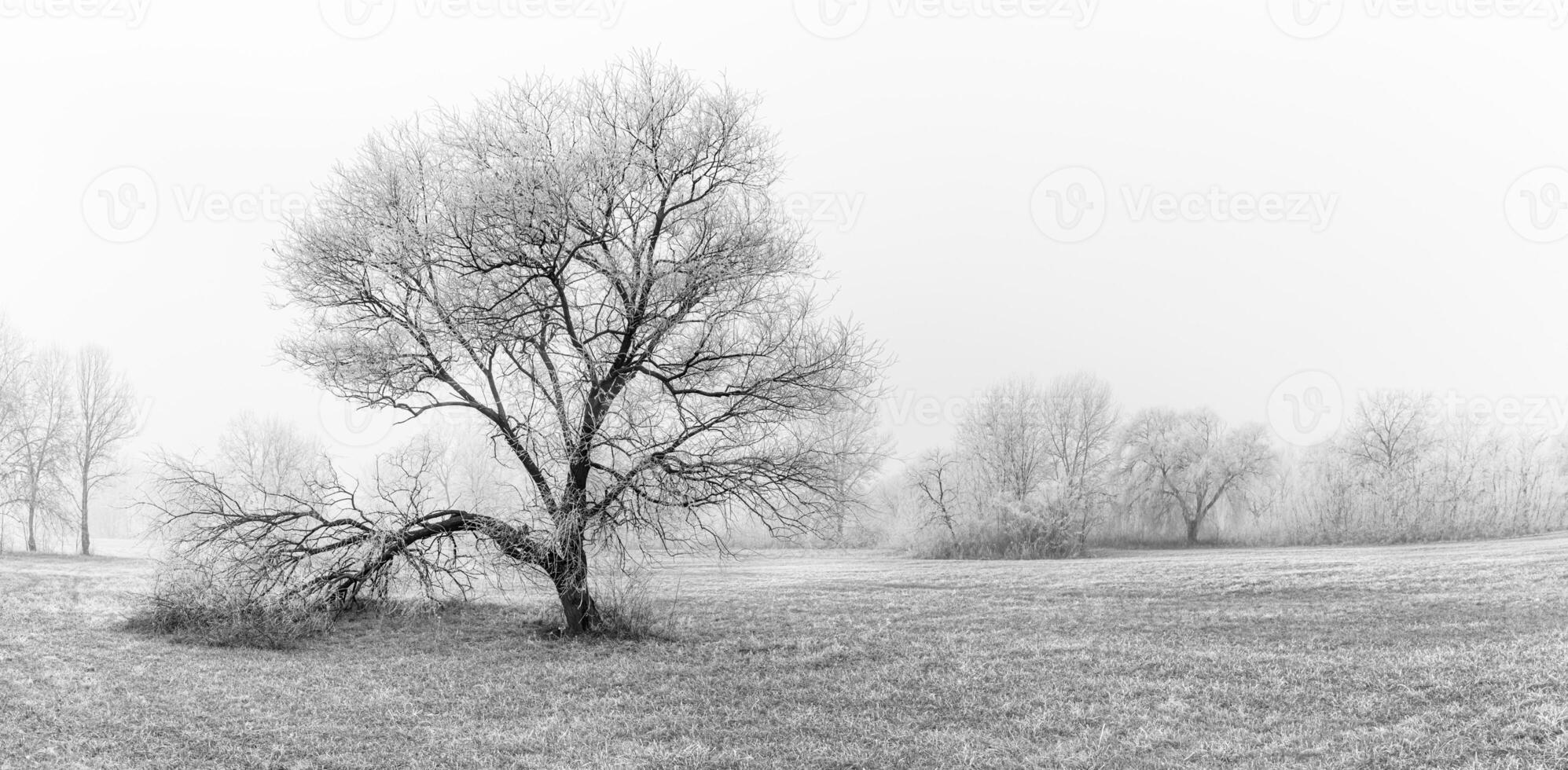 Winter Panorama Landschaft mit einsam Baum mit Wald, Bäume bedeckt Schnee. saisonal kalt schneebedeckt Wetter, gefroren Bäume und Gras, schwarz und Weiss, einfarbig Foto Prozess