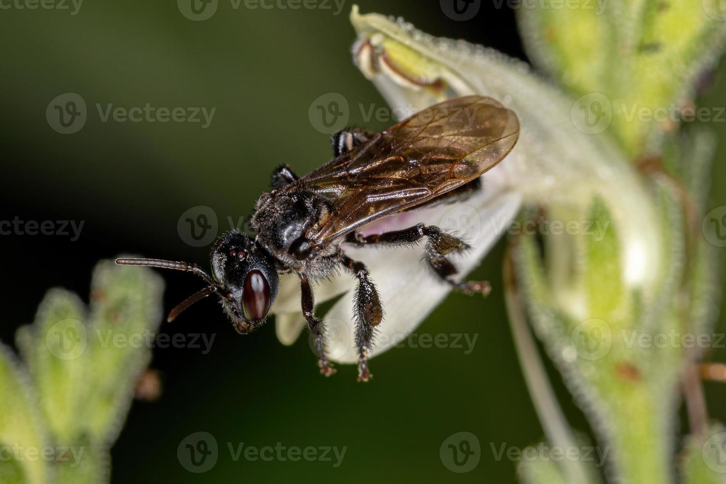 erwachsene weibliche stachellose Biene der Gattung Trigona auf einer Blume foto