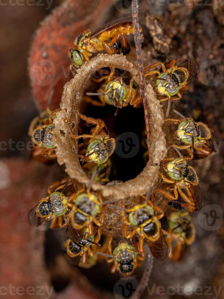 erwachsene Jatai-Bienen foto