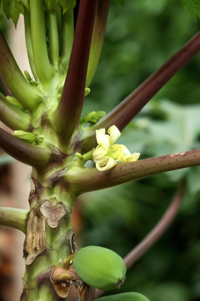 Nahansicht Foto von Papaya Obst Pflanze Blumen