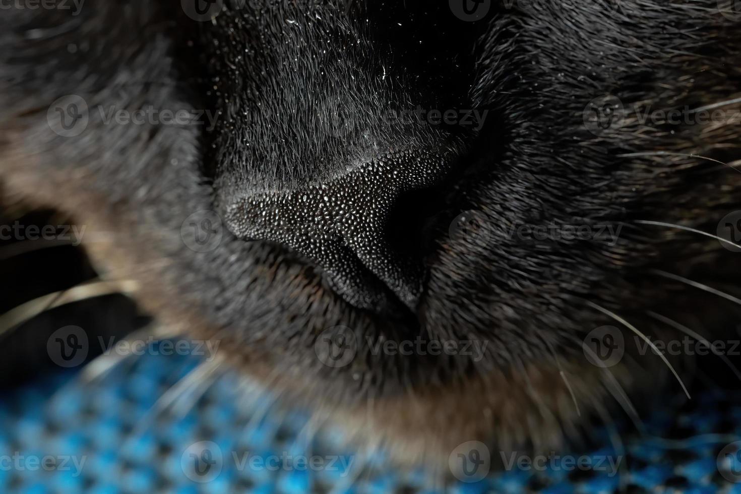 schwarze Schnauze Katze foto