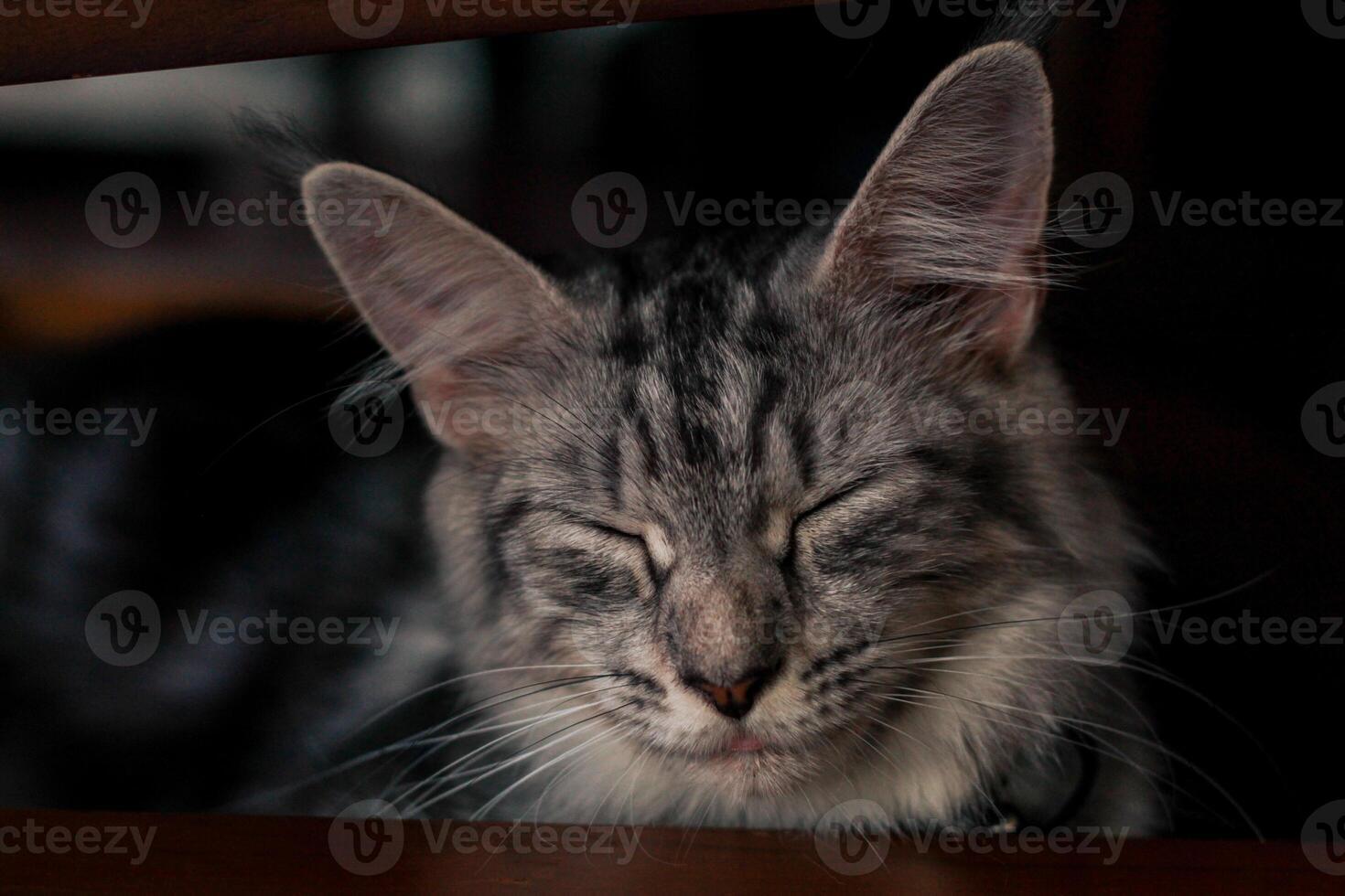 ein Katze ist Schlafen unter ein Stuhl foto