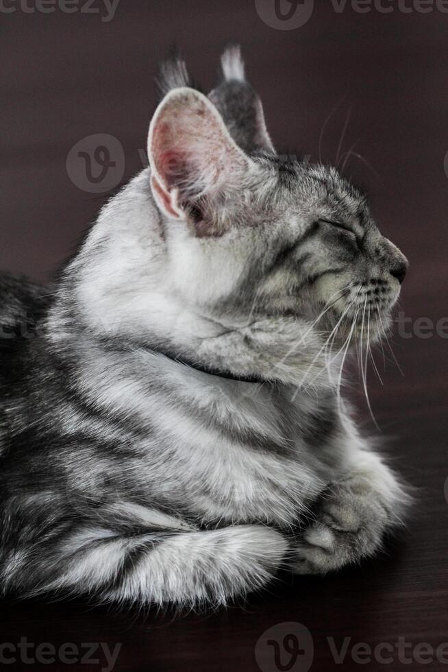 ein Werdegang Katze Verlegung auf ein hölzern Fußboden foto