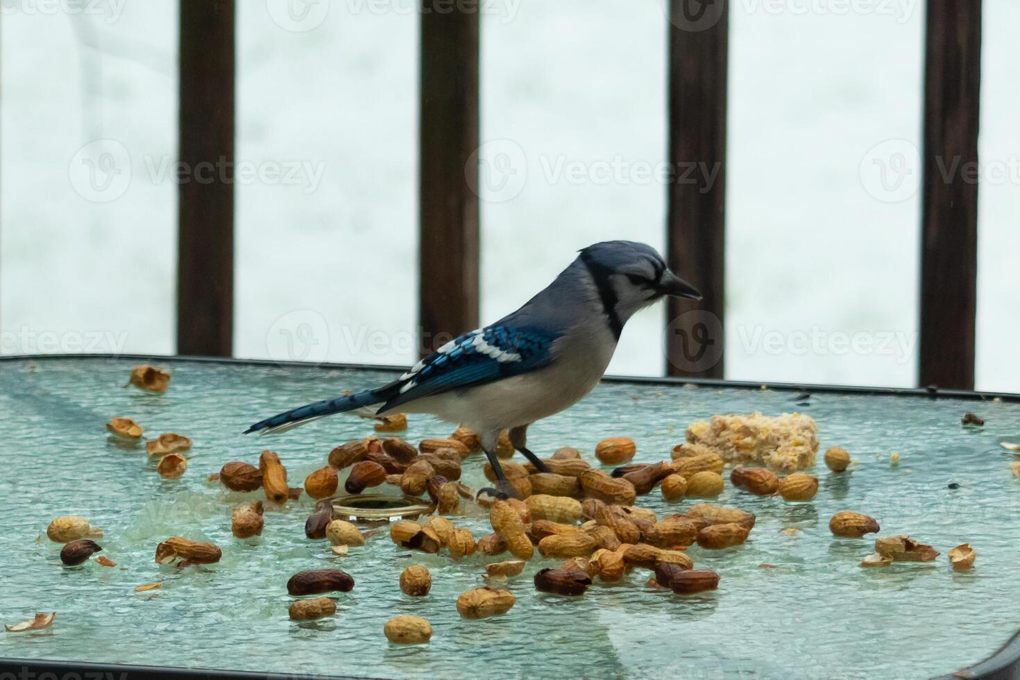 diese schön Blau Jay kam zu das Glas Tabelle zum etwas Lebensmittel. das ziemlich Vogel ist umgeben durch Erdnüsse. diese ist eine solche ein kalt getönt Bild. Schnee auf das Boden und Blau Farben alle um. foto