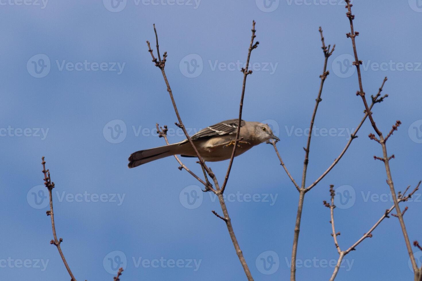 diese schön Nord Spottdrossel war Sitzung Hier thront beim das oben von das Baum. das wenig grau Körper mischen im zu das Umfeld. diese Vogel scheint Ja wirklich komfortabel Hier. foto