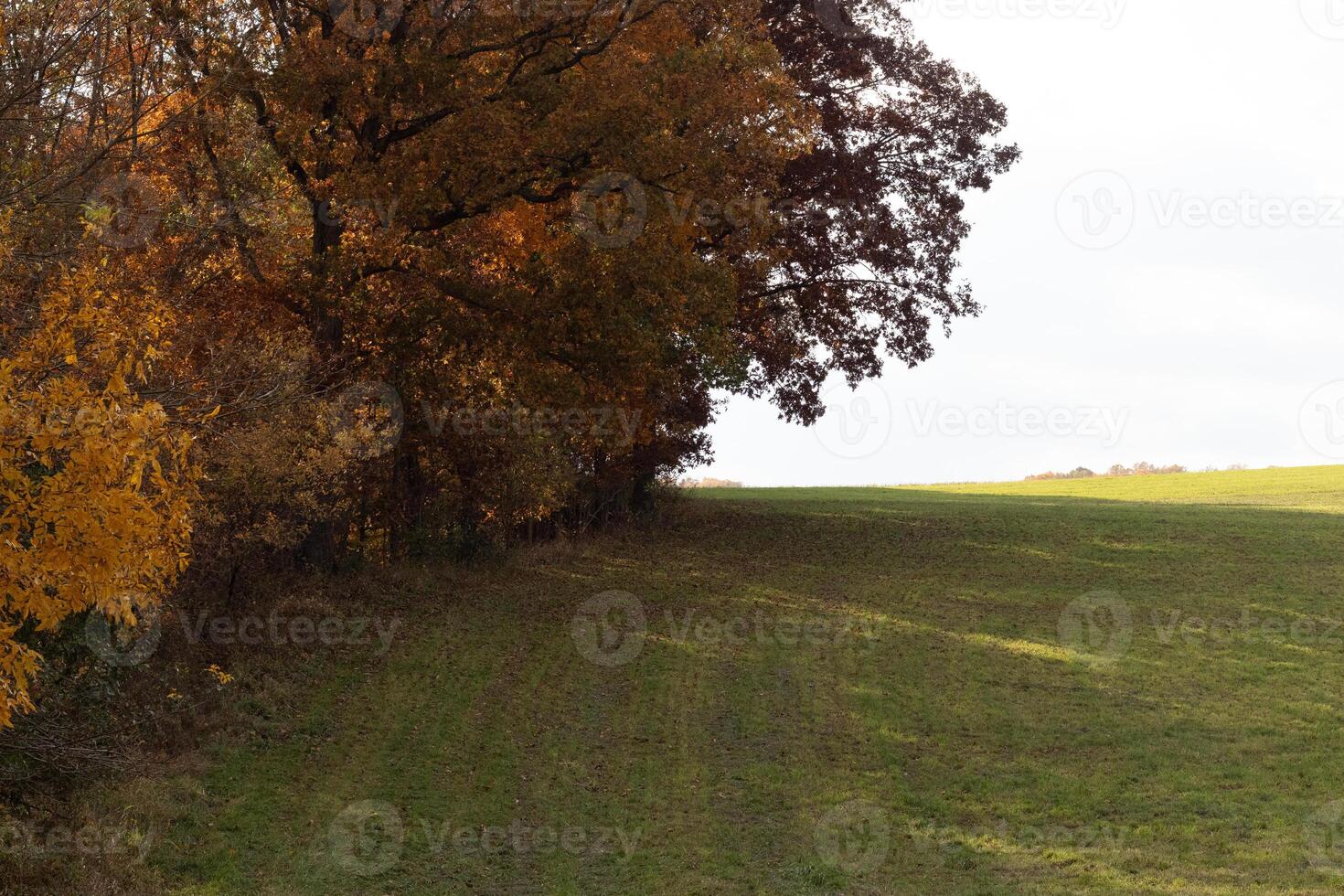 das ziemlich aussehen von das fallen Laub auf das Seite gibt eine solche ein Pop im Farben. das golden Herbst Blätter bekommen bereit zu tropfen. das üppig Grün Gras von das Feld unten scheint zu glühen. foto