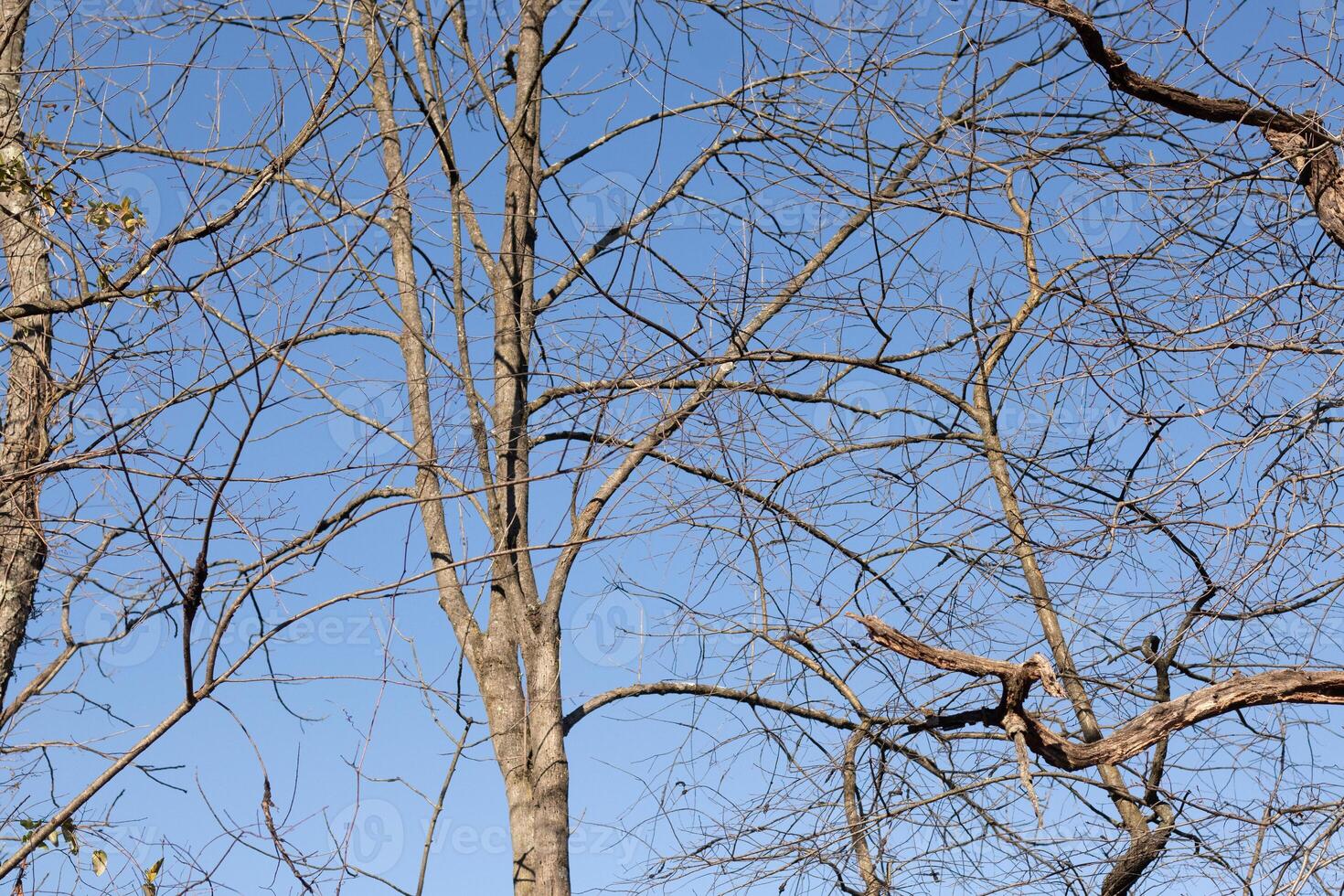 das aussehen von diese ziemlich braun Glieder Dehnen in das Himmel ist ziemlich atemberaubend. das Geäst mit Nein Blätter fällig zu das Winter Jahreszeit aussehen mögen Skelett- Überreste. foto