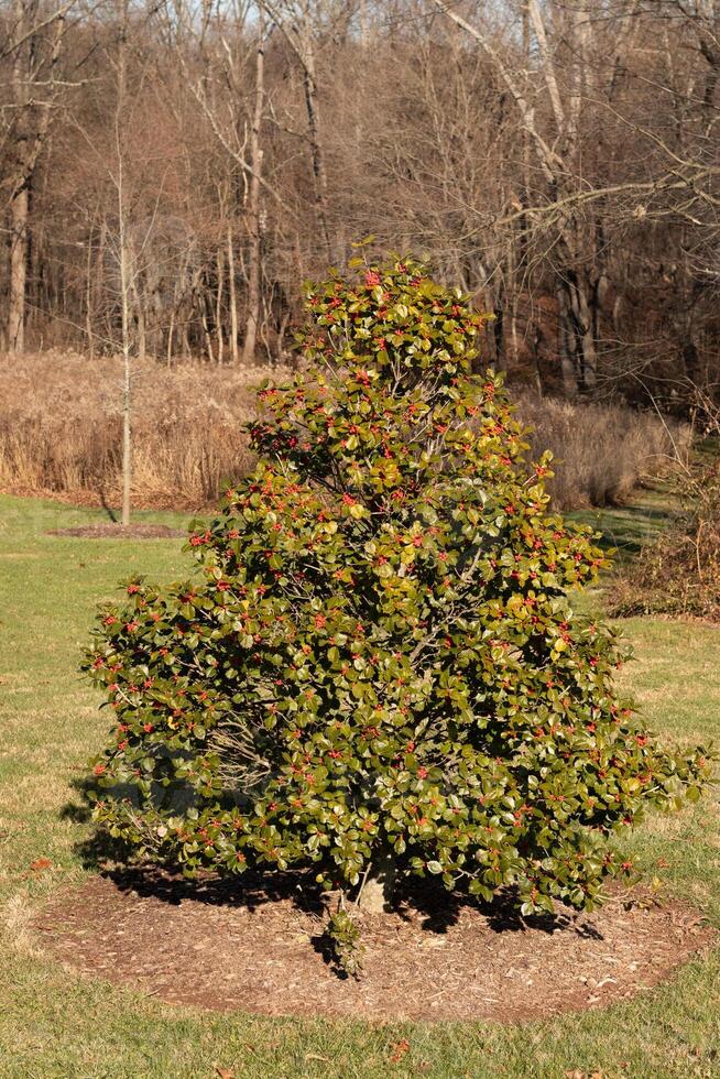 diese schön Stechpalme Busch erinnert mich von das Weihnachten Jahreszeit. es sieht aus ziemlich festlich und bunt. das ziemlich rot Beeren gegen das gezackt Grün Blätter aussehen ziemlich atemberaubend. foto
