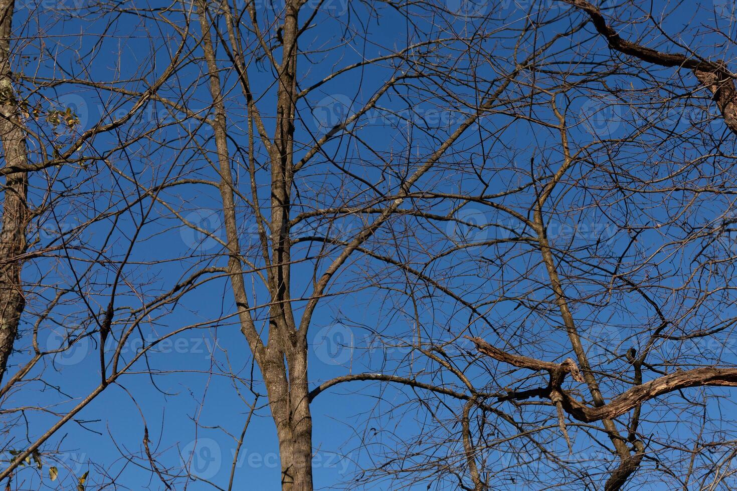 das aussehen von diese ziemlich braun Glieder Dehnen in das Himmel ist ziemlich atemberaubend. das Geäst mit Nein Blätter fällig zu das Winter Jahreszeit aussehen mögen Skelett- Überreste. foto