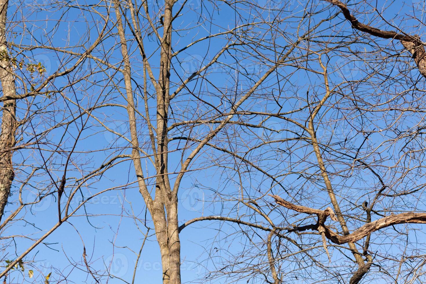 das aussehen von diese ziemlich braun Glieder Dehnen in das Himmel ist ziemlich atemberaubend. das Geäst mit Nein Blätter fällig zu das Winter Jahreszeit aussehen mögen Skelett- Überreste. foto