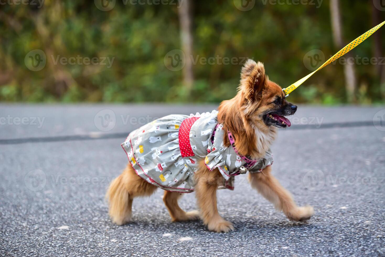 Hund Laufen Übung auf das Straße mit Eigentümer, Übung im das Morgen foto