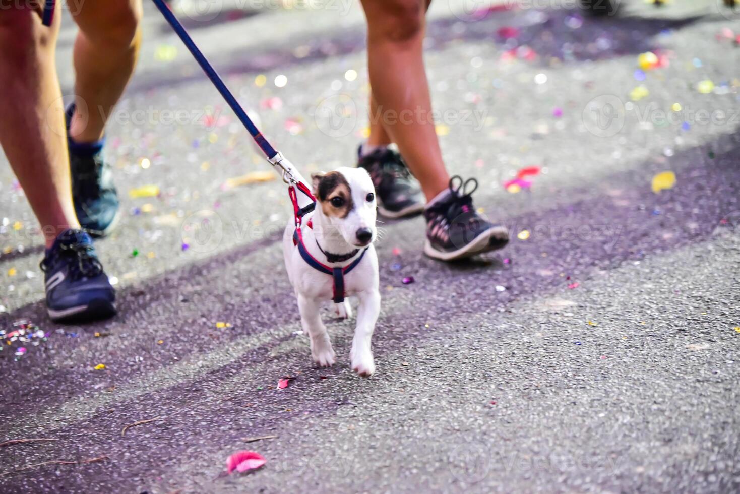 Hund Laufen Übung auf das Straße mit Eigentümer, Übung im das Morgen foto