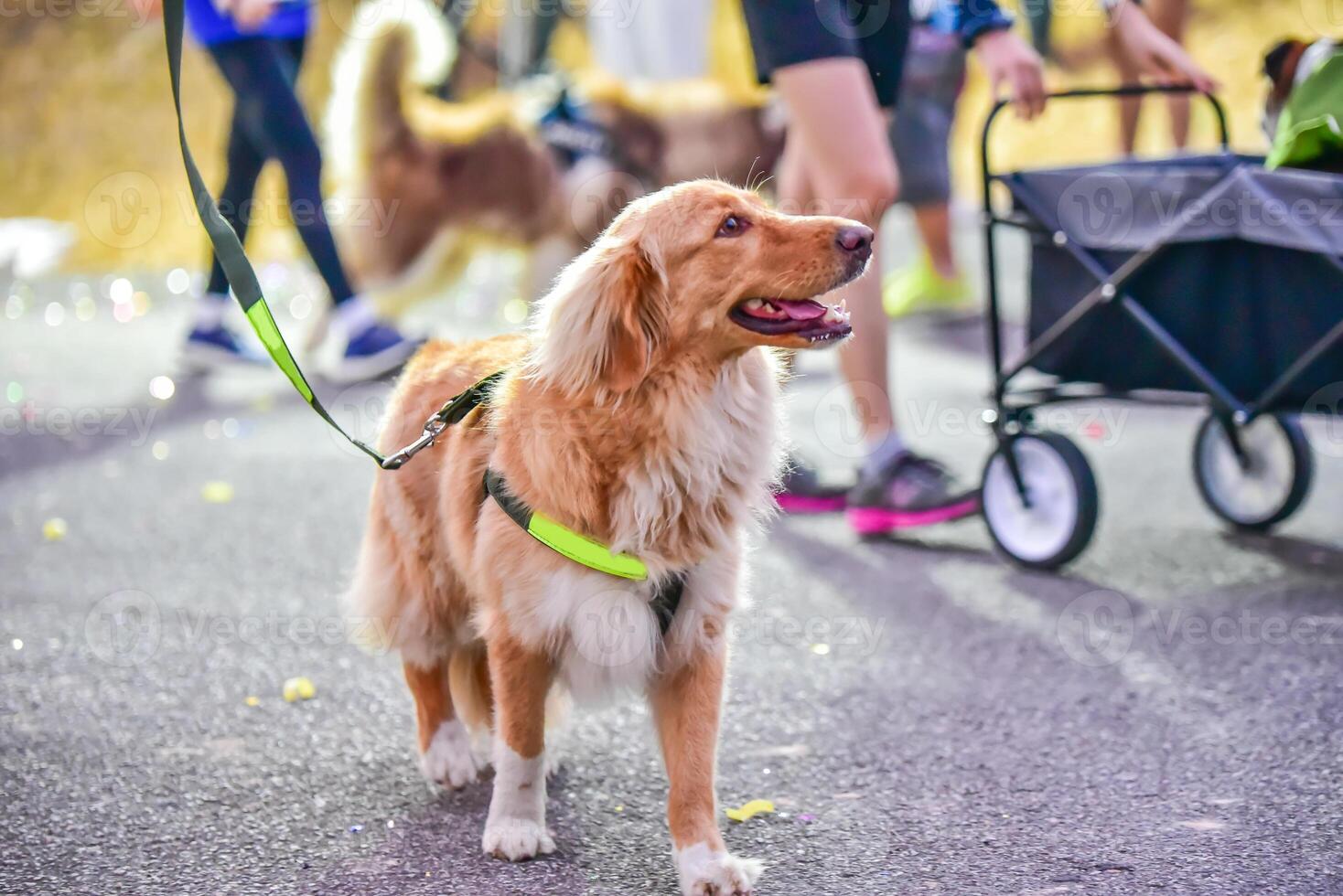 Hund Laufen Übung auf das Straße mit Eigentümer, Übung im das Morgen foto