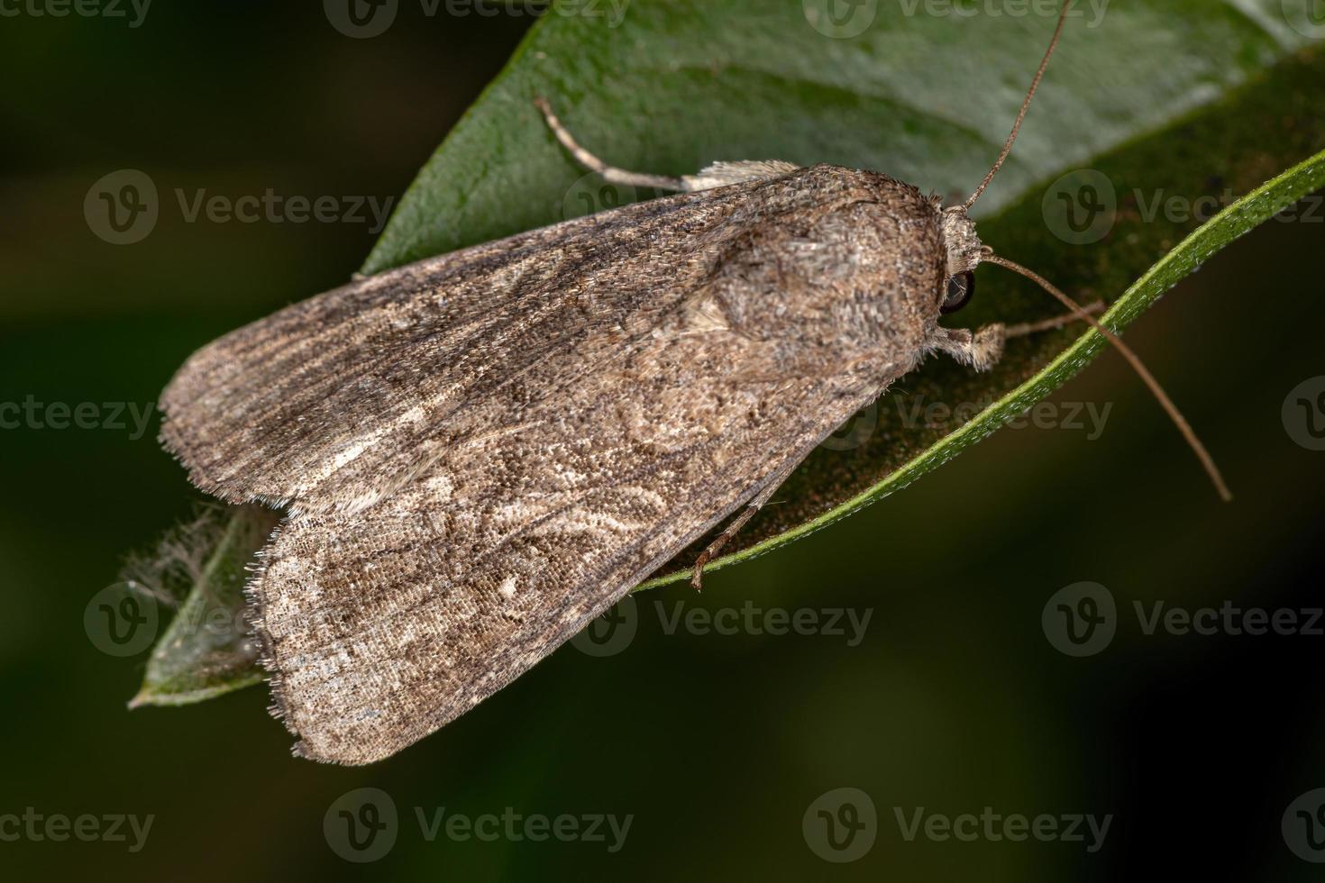 erwachsene Cutworm Motte foto