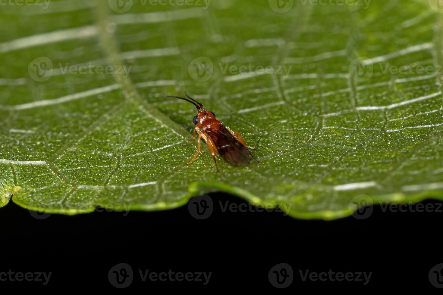 erwachsene Braconide Wespe foto