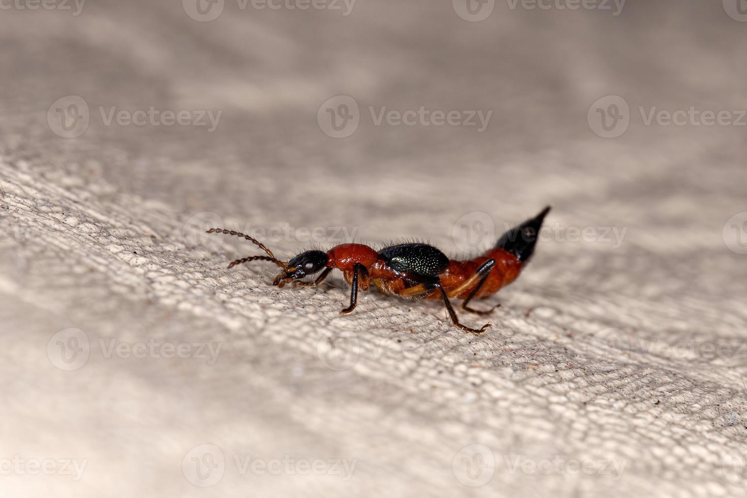 roter Schleudertraumakäfer foto