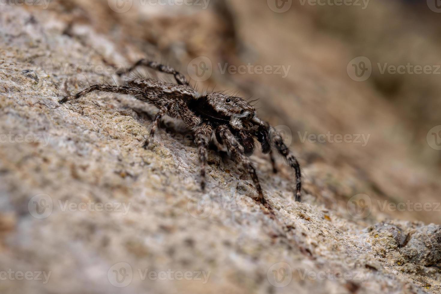 Springspinne auf einem Baumstamm foto