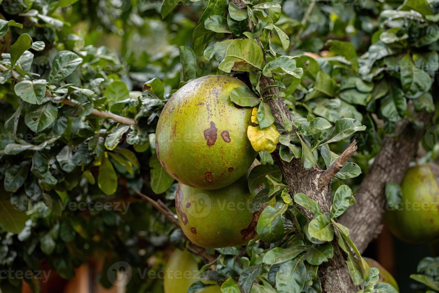 Kalebassenbaum mit selektivem Fokus foto