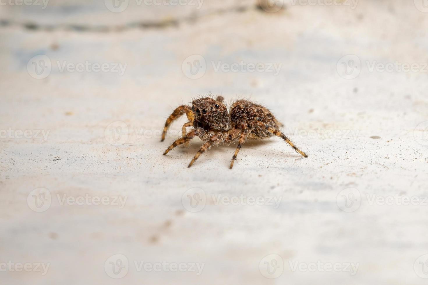 erwachsene Springspinne foto