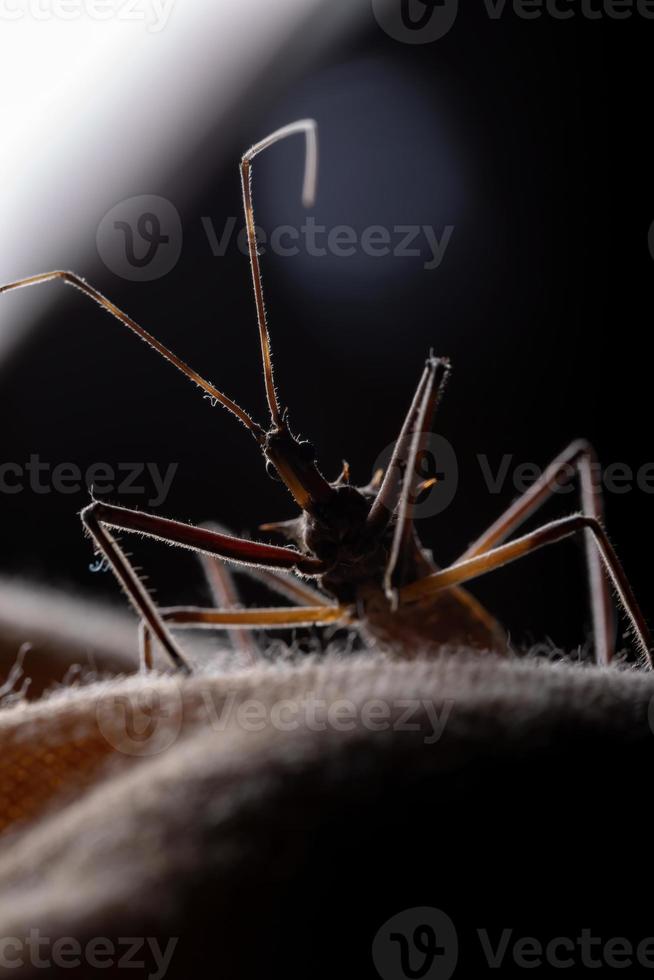 erwachsener Attentäter Bug foto