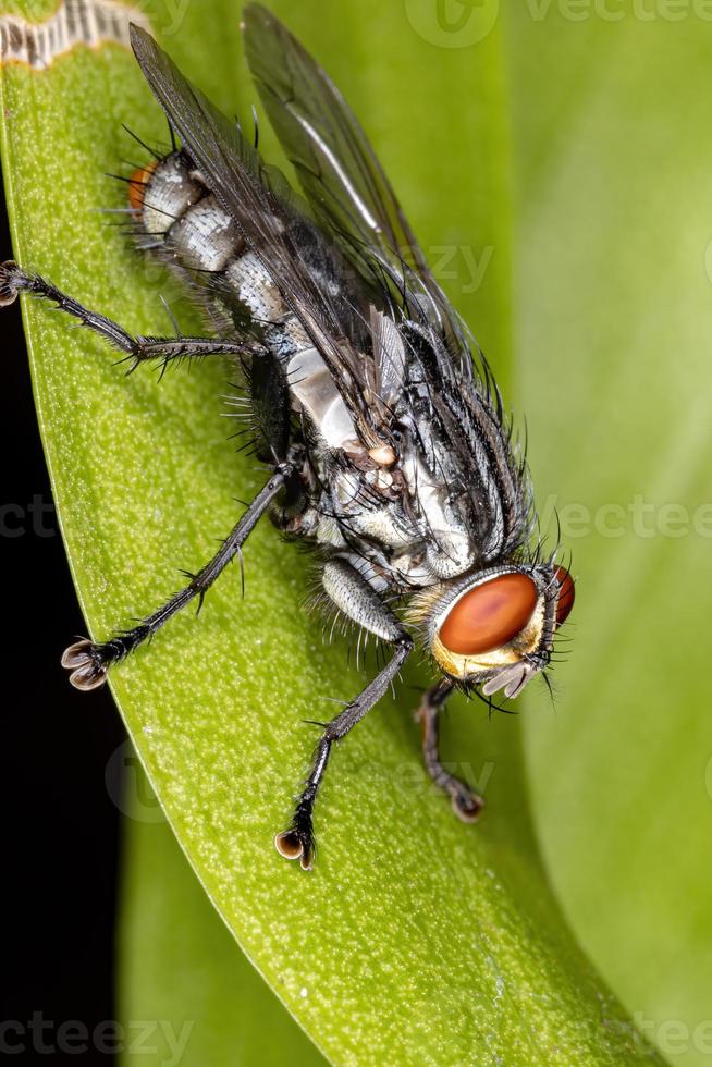 erwachsene Fleischfliege foto