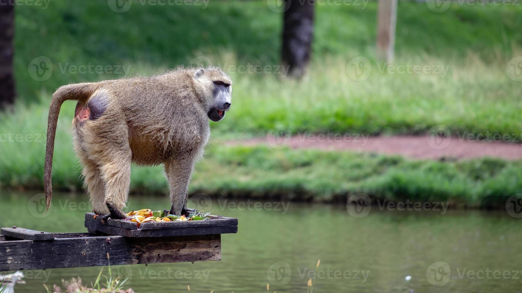 guinea pavian tier foto