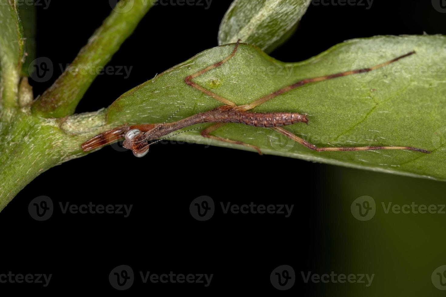 kleine Mantis-Nymphe foto