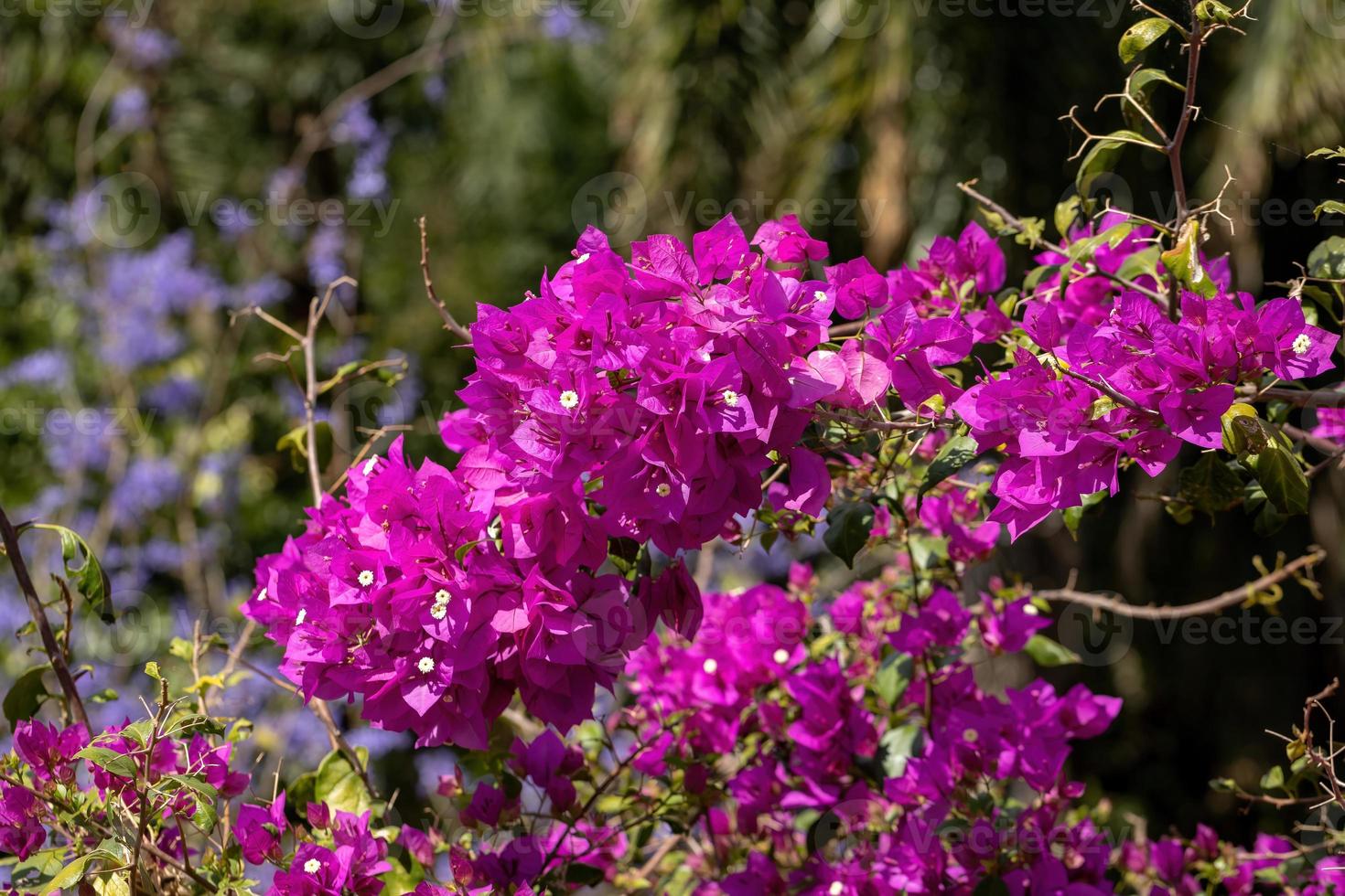 Zierpflanzen Blumen foto